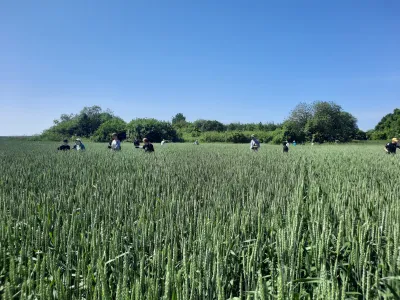 Прополка злаков